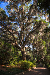 Fototapeta premium The beautiful Mc clay state park Florida and curious Tillandsia, spanish moss background blue sky.