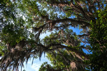 The beautiful Mc clay state park Florida and curious Tillandsia, spanish moss background blue sky.