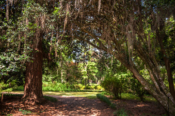 The beautiful Mc clay state park Florida and curious Tillandsia, spanish moss background blue sky.