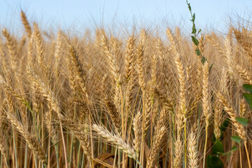 gold ears of wheat under sky. soft focus on field