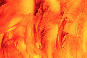 Beautiful orange colors trend feather texture background, trends color