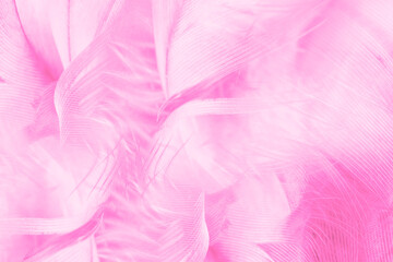 Beautiful pink magenta feather texture pattern background