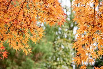 春は桜、秋は紅葉と日本を代表するふたつの風物詩