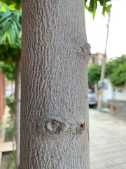 tree trunk in the park