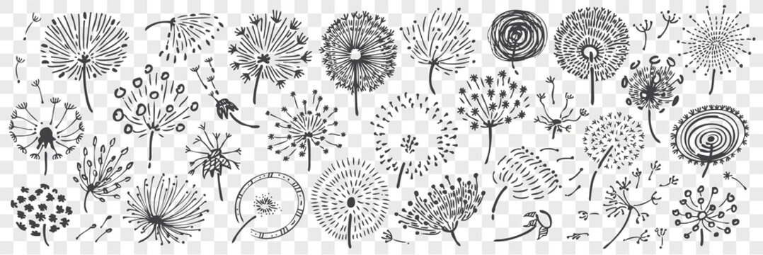 Hand drawn dandelion doodle set.