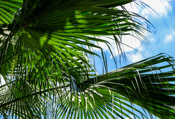 Palm leaves with sunlight in the garden Tropical leaf background