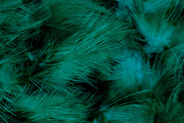 Beautiful dark green  feather texture pattern background