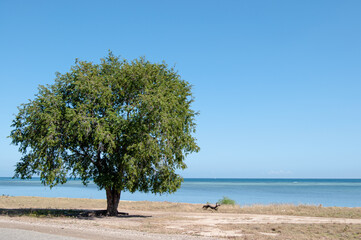 Fototapeta na wymiar lonely tree on the beach, Hera TImor Leste
