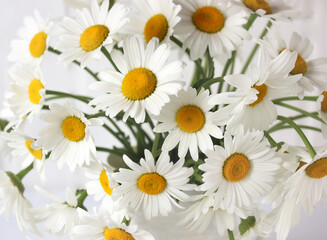 camomile. Bouquet of daisies, top view.