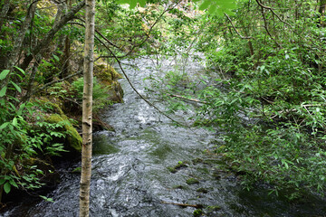 Swift mountain stream framed by branches with green leaves
