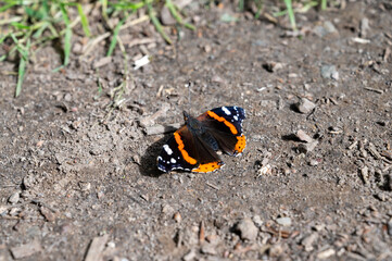 A black and orange butterfly landed on the ground in the sunlight