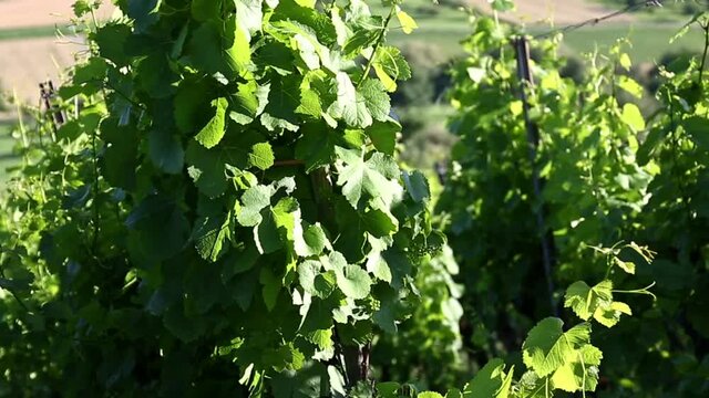 Weinberg im Sommer