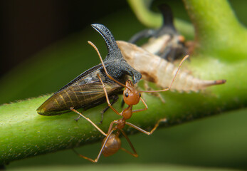 Strange treehopper or Leafhopper Catching on the leaf stalk And there was a red ant waiting to eat nectar as a cicada's horn.