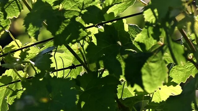 Weinberg im Fr&uuml;hjahr