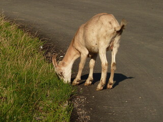 A goat standing on the road and grazes the grass next to it