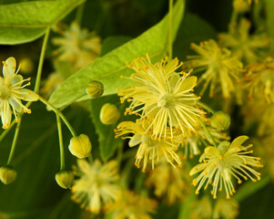 kwiaty rosliny drzewa o nazwie lipa w miescie mlawa na  mazowszu w polsce lipiec 2020 © Jacek Sakowicz