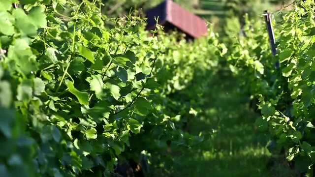 Weinberg im Sommer