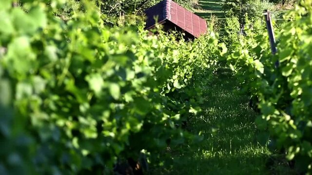Weinberg - Abendstimmung