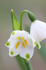 スノーフレークの白い花