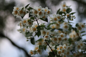 white flowers in spring