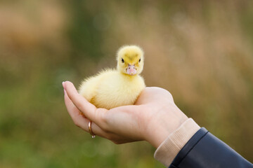 Little duckling in the human hand outdoor