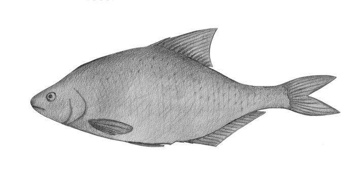 White bream. Hand drawn black pencil realistic illustration.