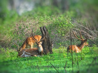 A small group of deer in the grass.