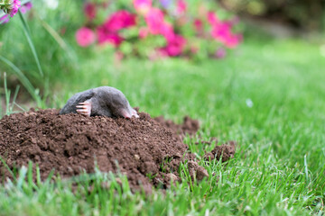 A mole has emerged on the surface of the soil in a flower garden