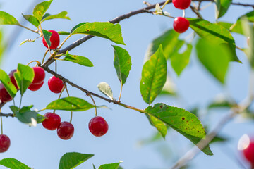 Beautiful cherries on a tree branch close up