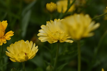 Blühende Ringelblumen (Calendula officinalis)