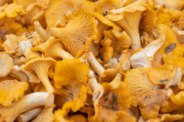 Colorful background of a large number of chanterelles