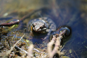 a grey brown toad frog sits in the water