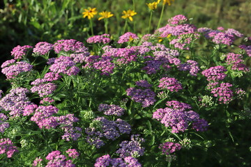 ノコギリソウのピンク色の花