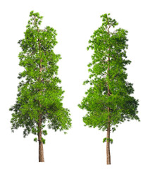 Two evergreen tall coniferous pine trees on a white isolated background on a high resolution. 3D stock illustration.