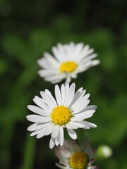 Fototapeta premium Margeriten (Leucanthemum) in einem Wildblumenbeet