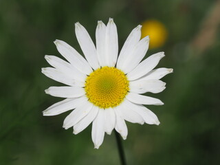 Obraz premium Margeriten (Leucanthemum) in einem Wildblumenbeet