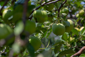 Green apples on an Apple tree in the garden in summer-fruit harvest