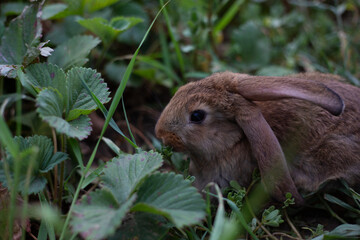 Cute pet rabbit on a farm among the greenery on a summer day