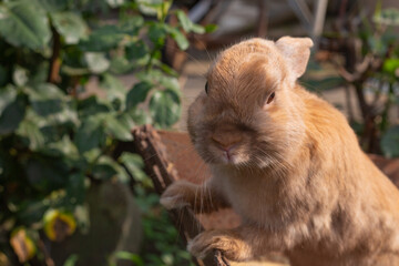Cute pet rabbit on a farm among the greenery on a summer day