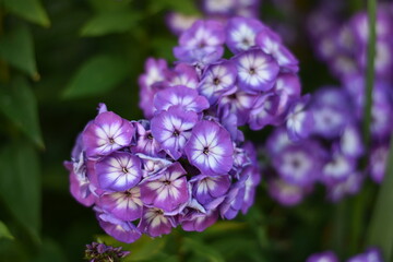 Bl&uuml;hende Flammenblume (Phlox)