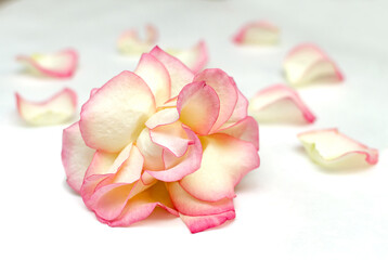 delicate color rose flower with petals on a white background