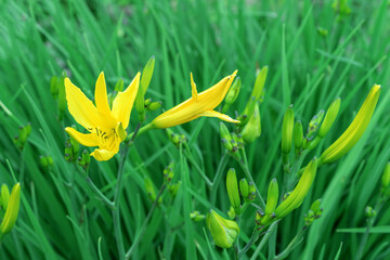 Yellow lily flower in the garden. Commonly known as the Oriental Stargazer Lily.