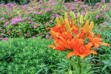 Orange flowers lily in the garden. Commonly known as the Oriental Stargazer Lily.