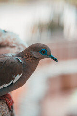 AVES DE ZOO