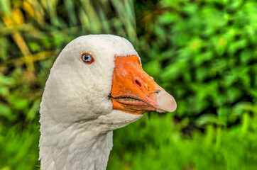 Close-up of the face of a white goose with orange beak and blue eyes against a green background