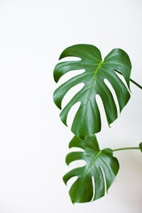green monstera deliciosa leaves on white background © Dina