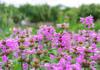 Purple flowers of Betonika officinalis in the summer garden.