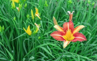 Fototapeta premium Flower of the tiger lily in the garden. Commonly known as the Oriental Stargazer Lily.