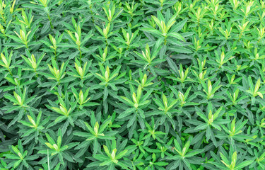 Winter savory herb (Satureja Montana) growing in the summer garden.