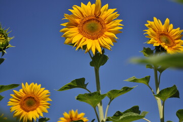 sunflowers on blue sky background